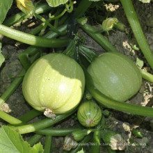 HSQ07 Quan ronde vert clair F1 hybride courge / graines de courgettes